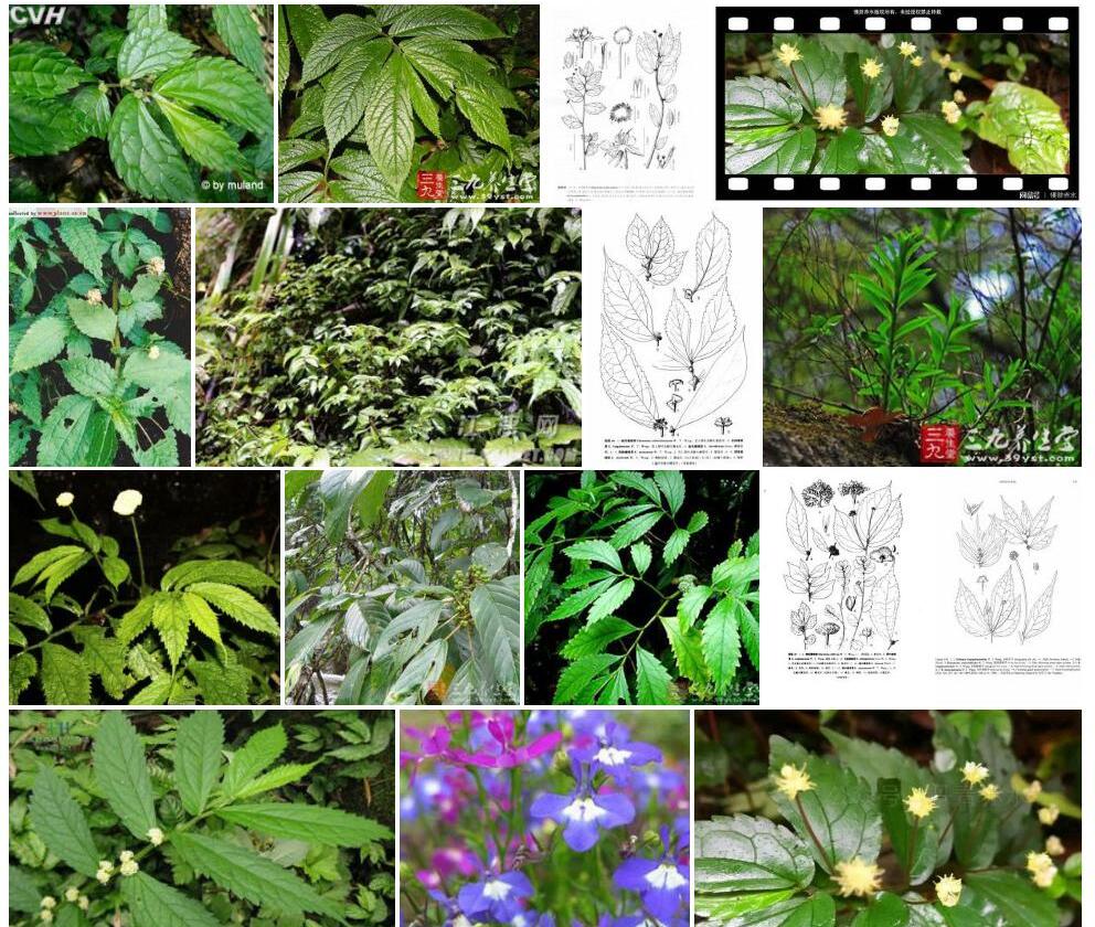 伏毛楼梯草照片和图片/