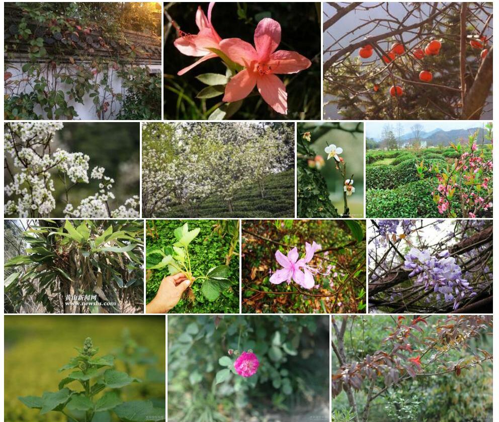 休宁荛花照片和图片/