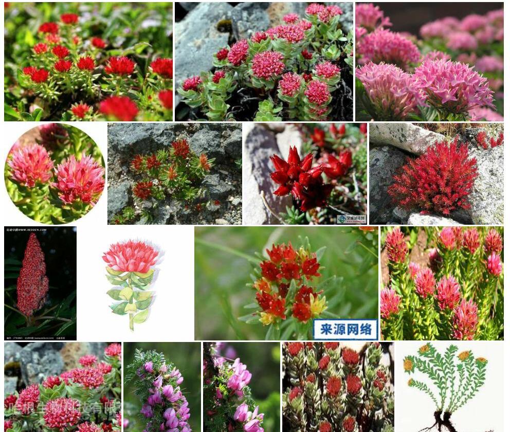 优秀红景天照片和图片/