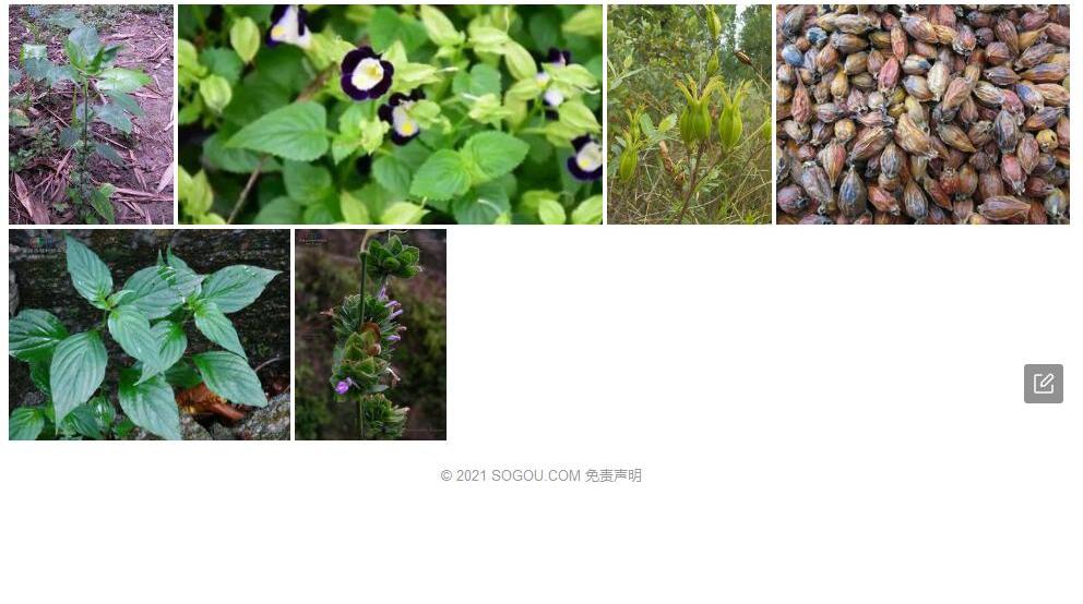 优雅狗肝菜照片和图片/