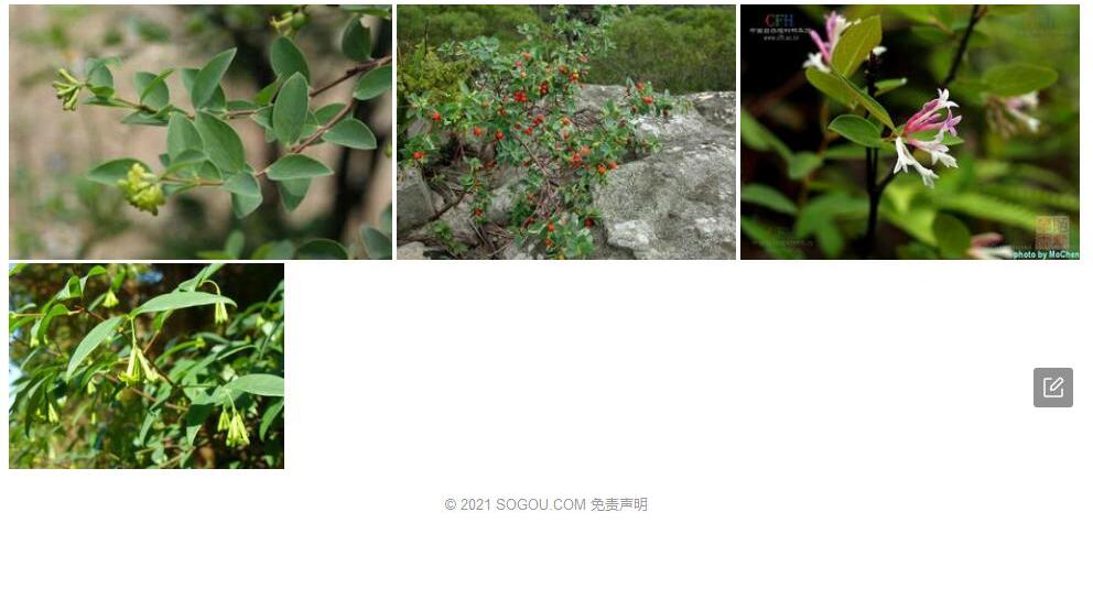 会东荛花照片和图片/