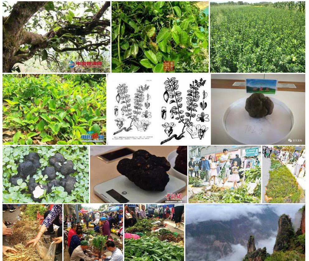 会东藤照片和图片/