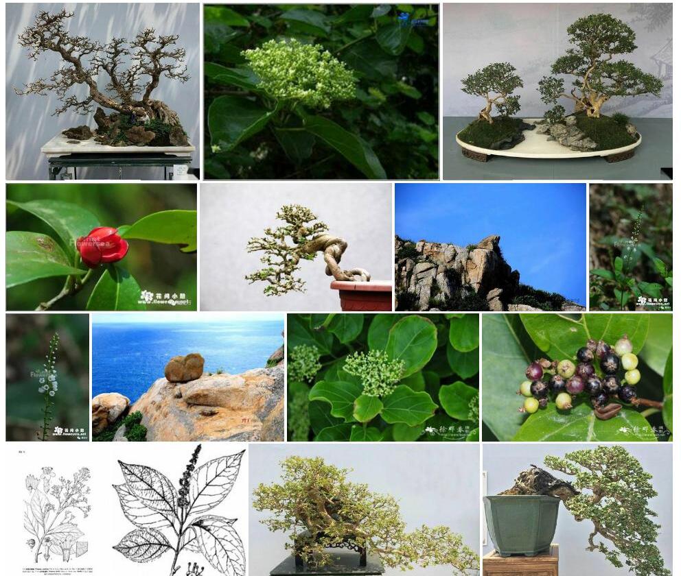 伞序臭黄荆照片和图片/