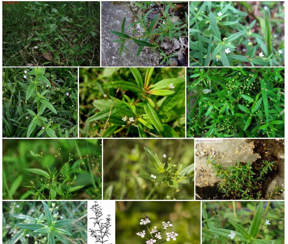 伞房花耳草照片和图片/