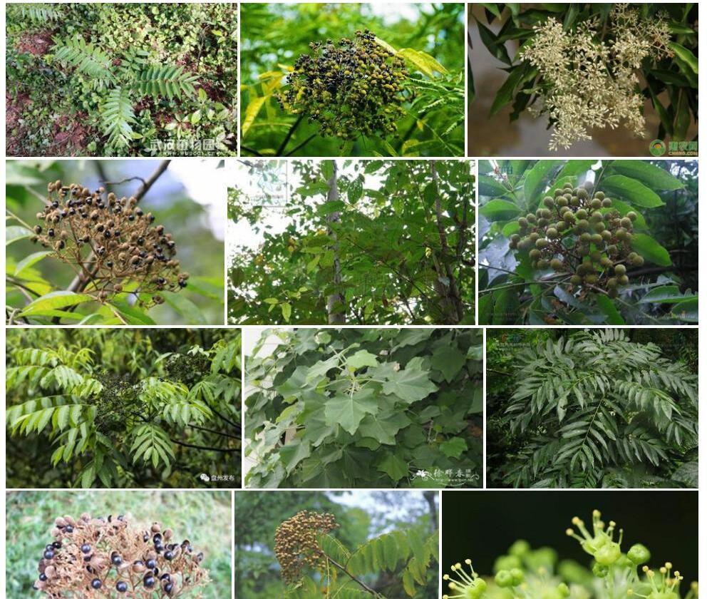 伞花木照片和图片/