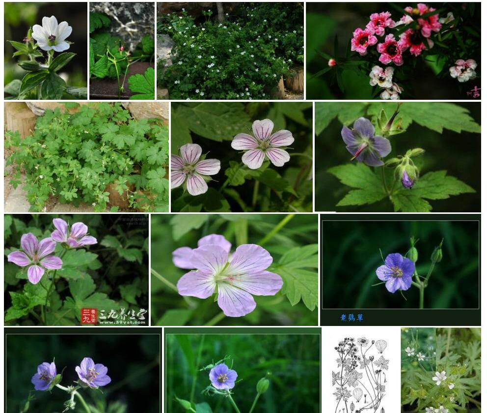 伞花老鹳草照片和图片/