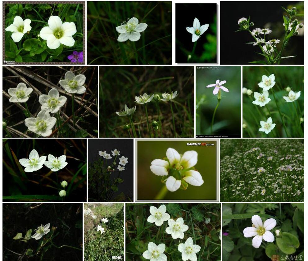 似长瓣梅花草照片和图片/