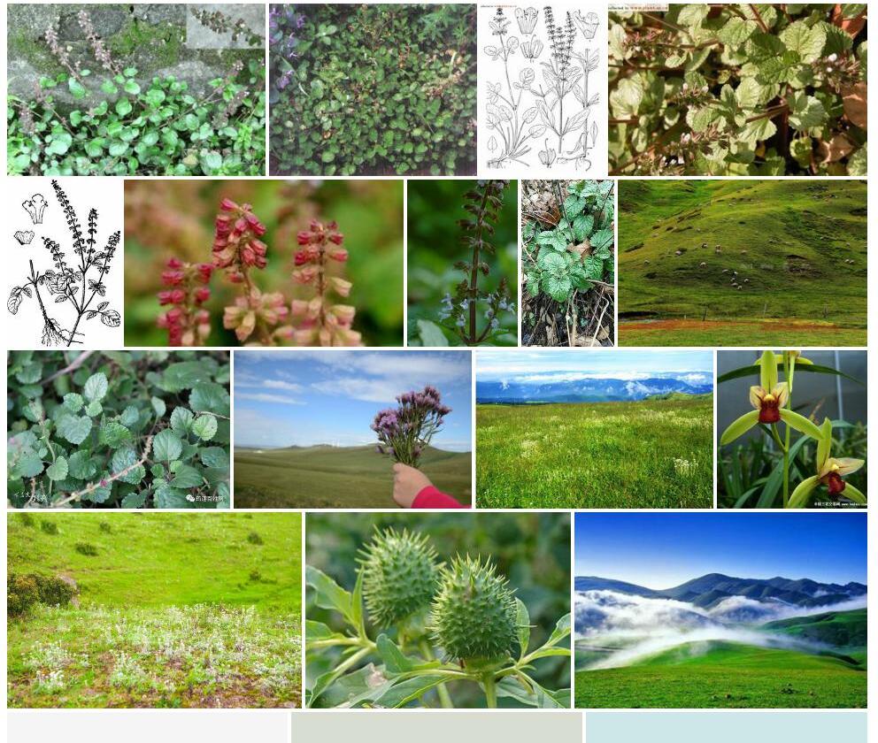 佛光草照片和图片/