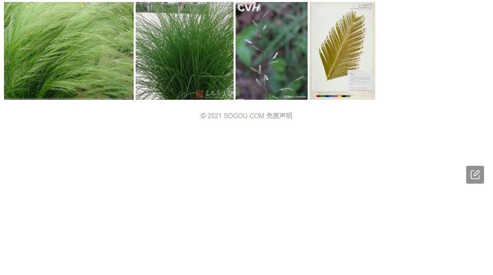 佛欧里画眉草照片和图片/