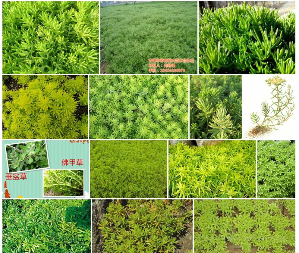 佛甲草照片和图片/