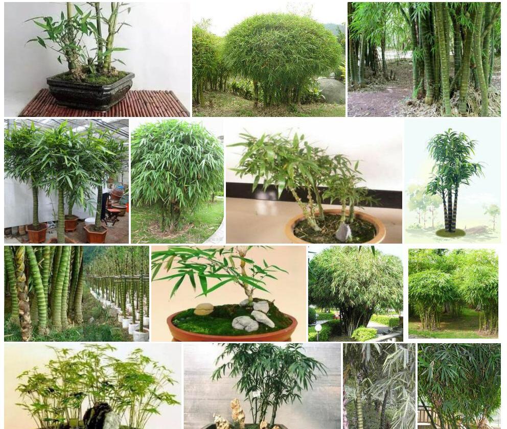 佛肚竹照片和图片/