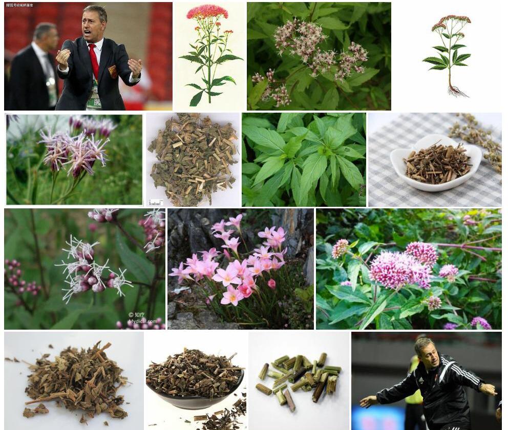 佩兰照片和图片/