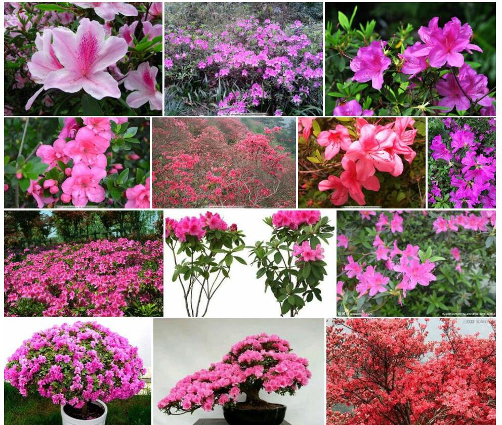 侧花杜鹃照片和图片/