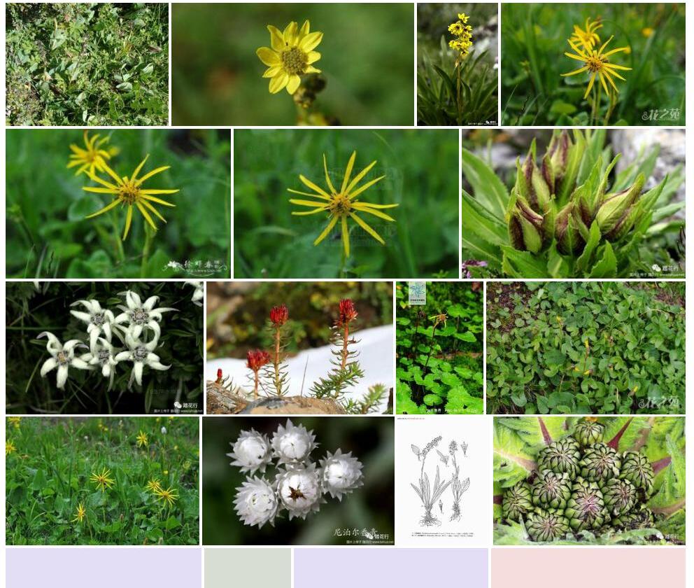侧茎橐吾照片和图片/