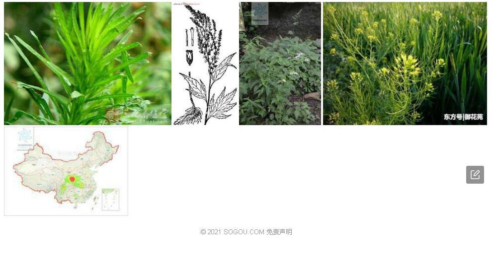 侧蒿照片和图片/