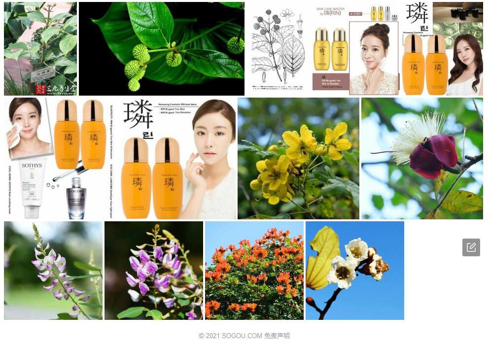 侯钩藤照片和图片/