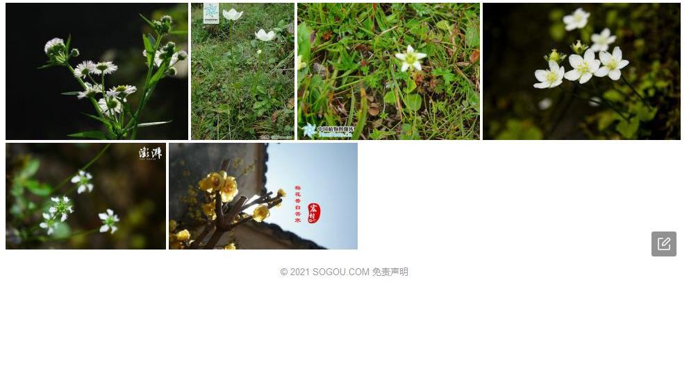俞氏梅花草照片和图片/