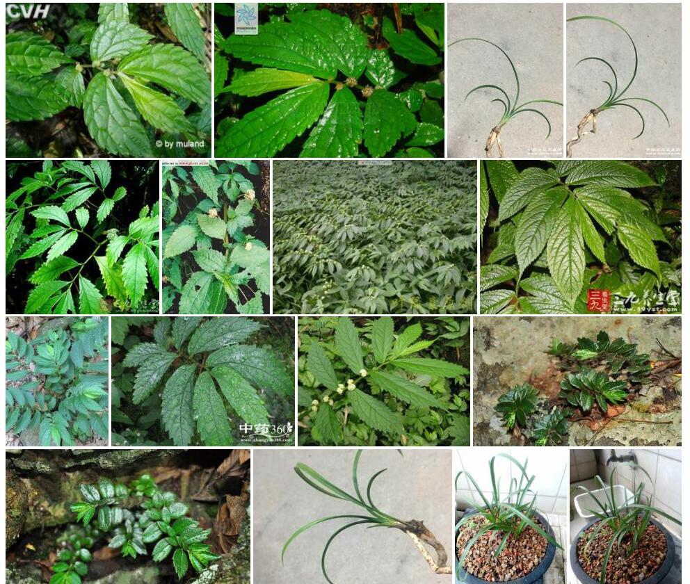 俞氏楼梯草照片和图片/