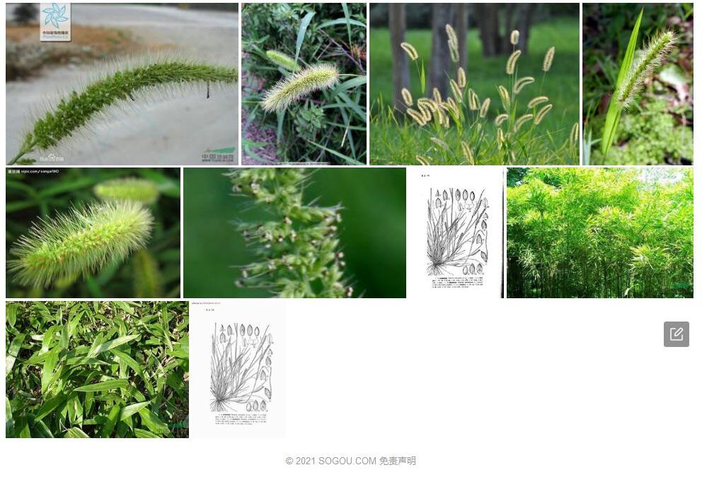 倒刺狗尾草照片和图片/