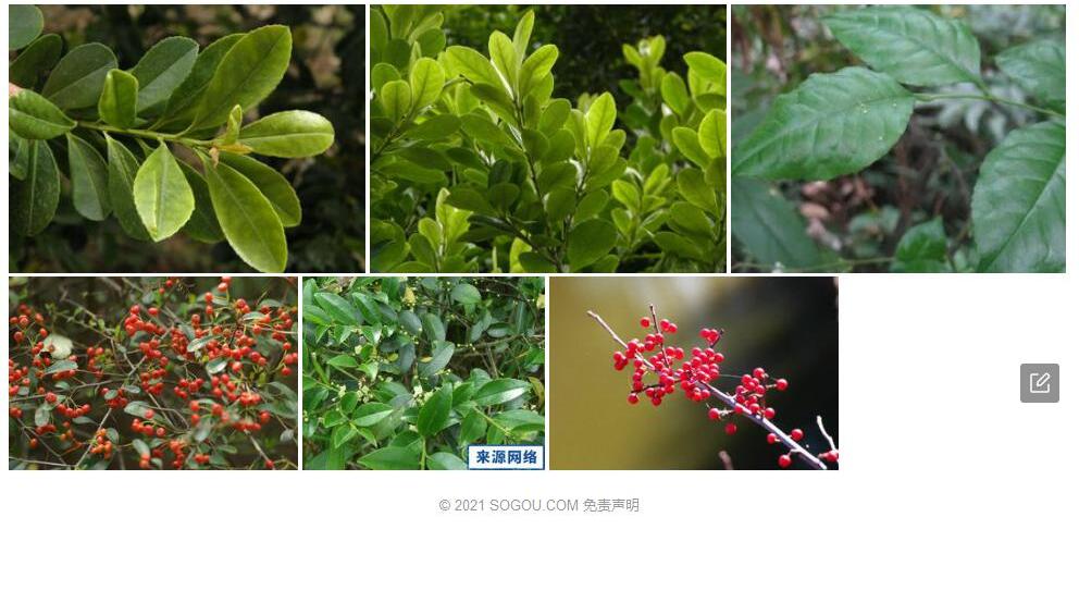 倒卵叶冬青照片和图片/