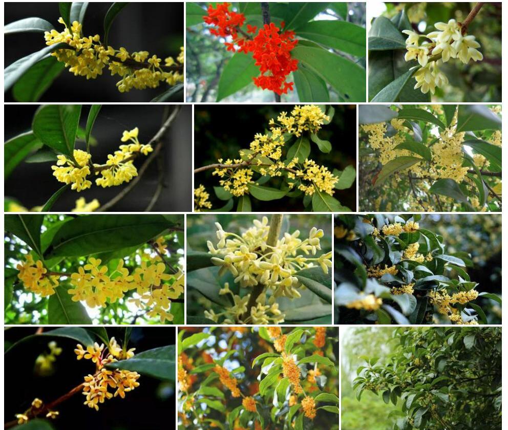 倒卵叶山桂花照片和图片/