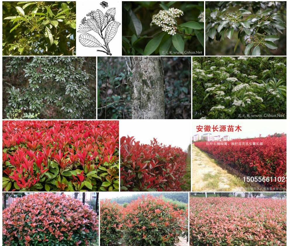 倒卵叶闽粤石楠照片和图片/