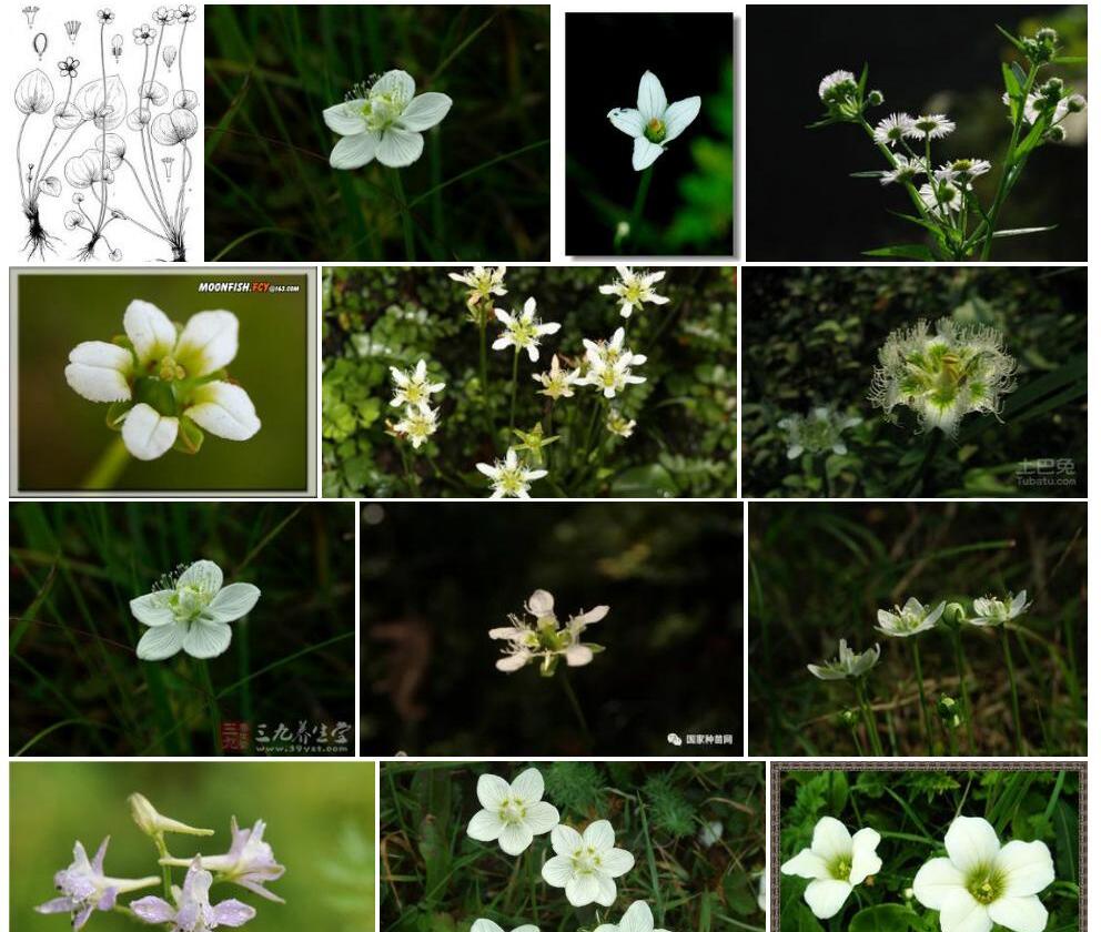 倒卵瓣梅花草照片和图片/