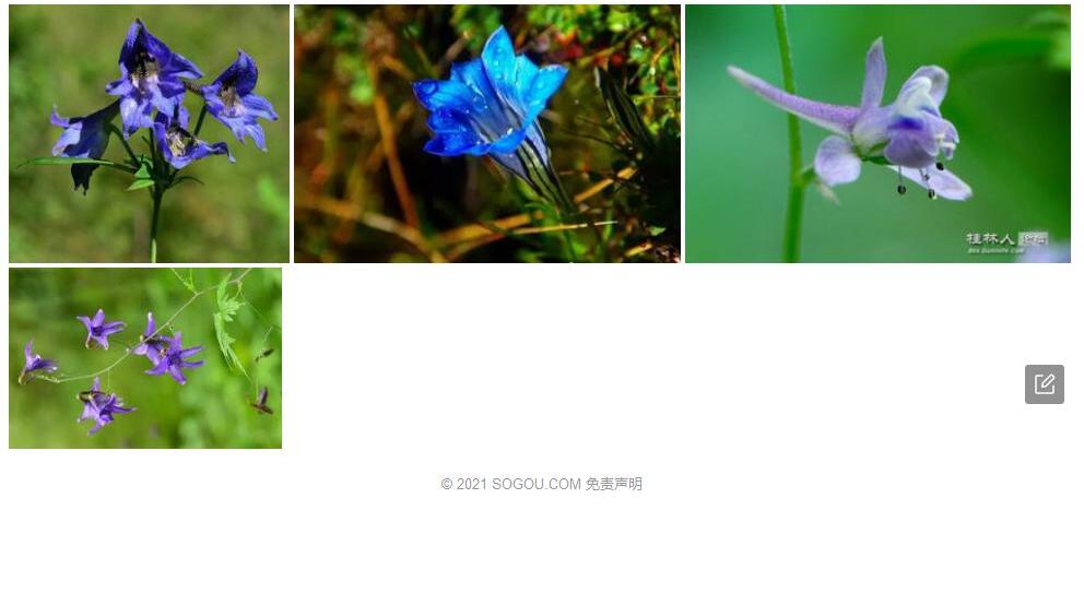 倒心形翠雀花照片和图片/