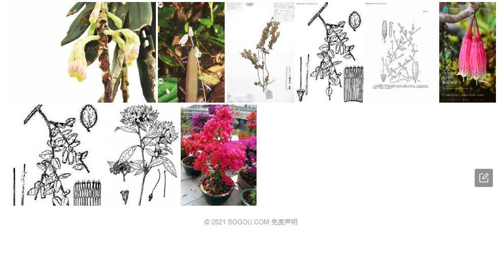 倒挂树萝卜照片和图片/