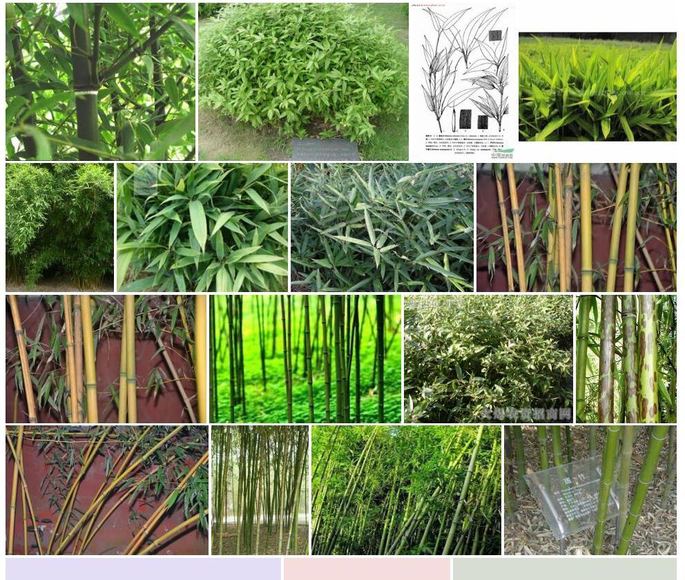 倭竹照片和图片/