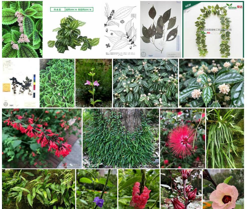 假冷水花照片和图片/