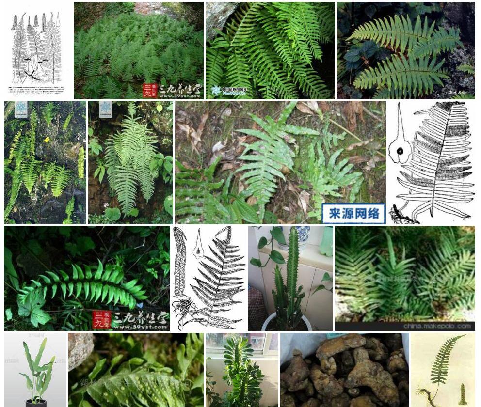 假友水龙骨照片和图片/