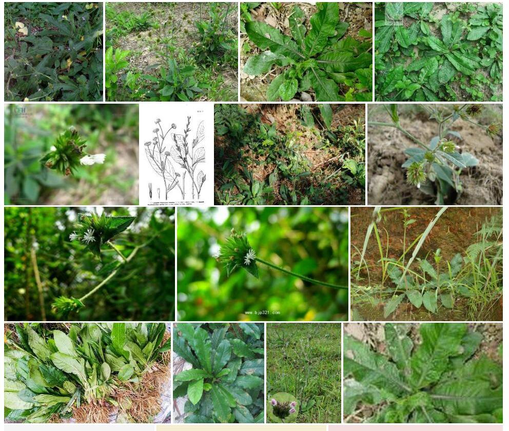 假地胆草照片和图片/