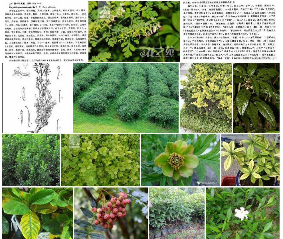 假小叶黄堇照片和图片/