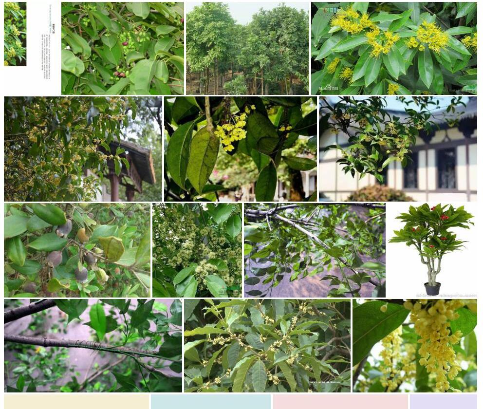 假桂乌口树照片和图片/