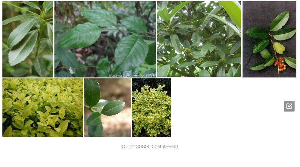 假楠叶冬青照片和图片/
