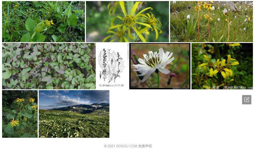 假橐吾照片和图片/