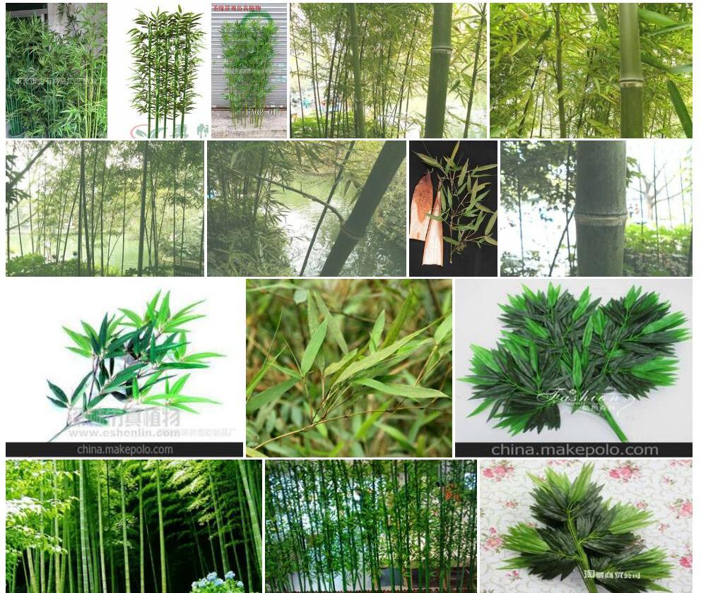 假毛竹照片和图片/