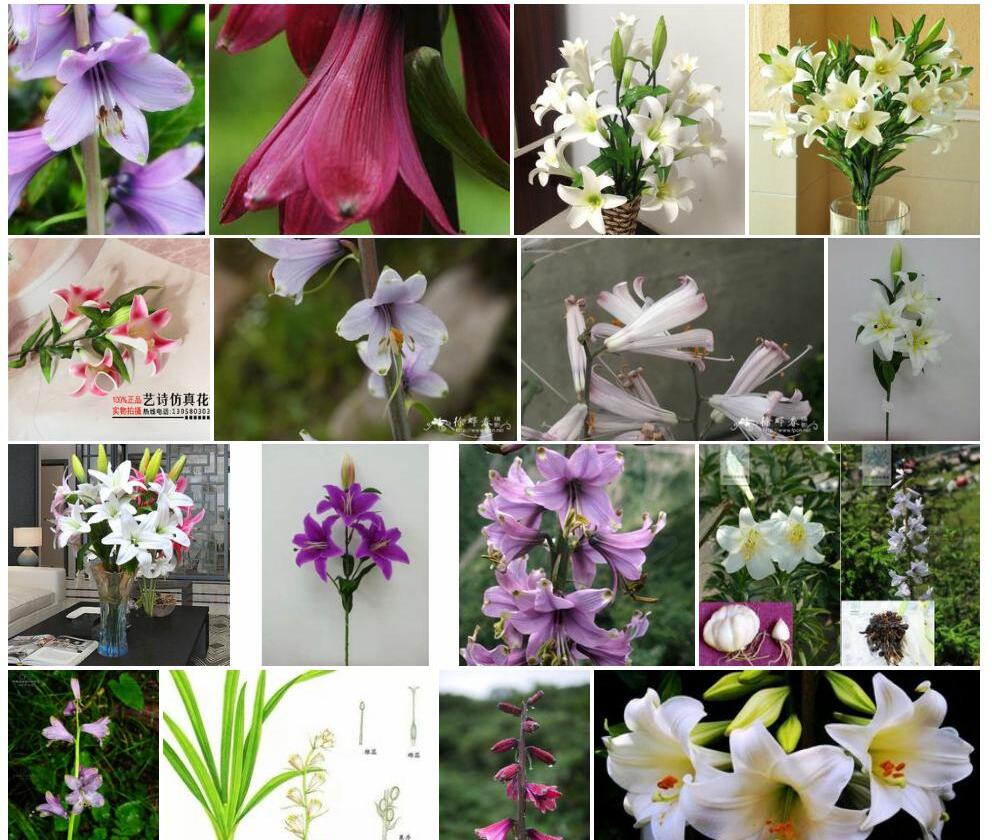 假百合照片和图片/