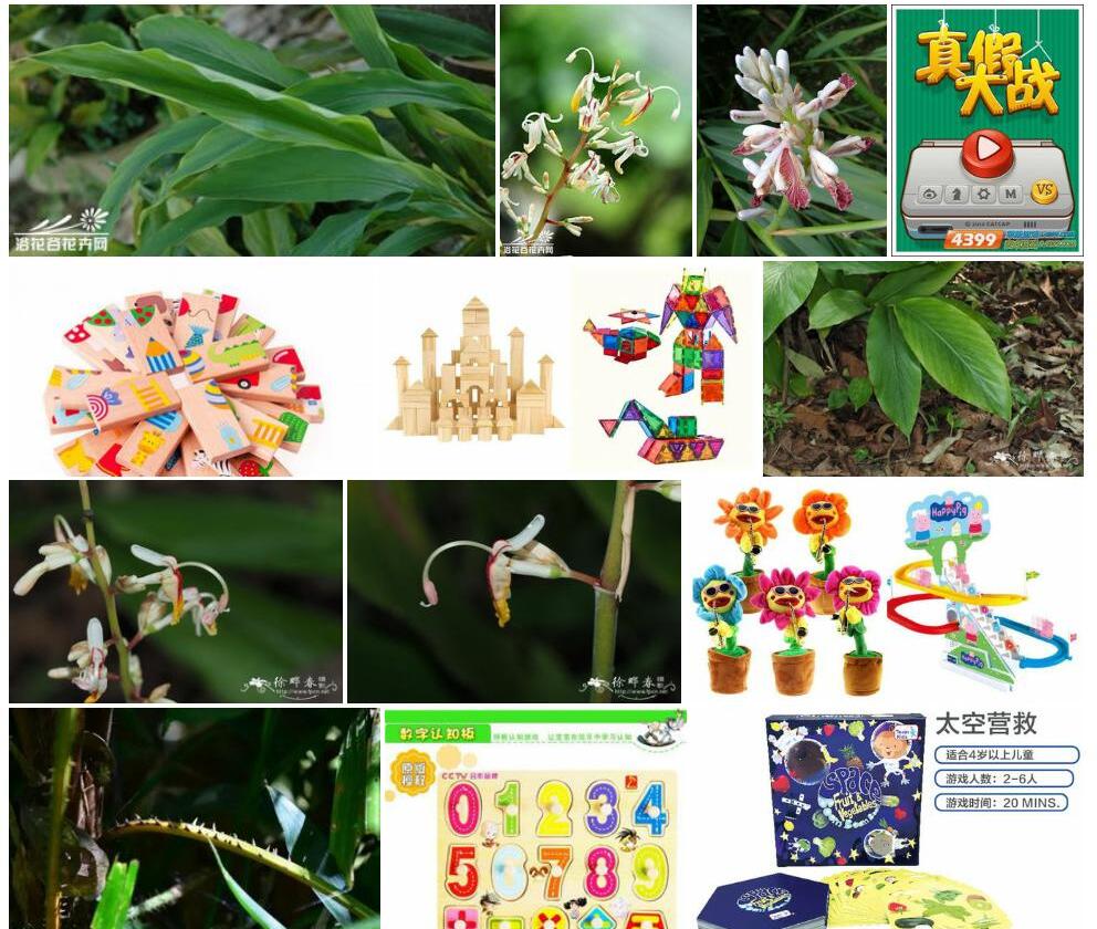 假益智照片和图片/
