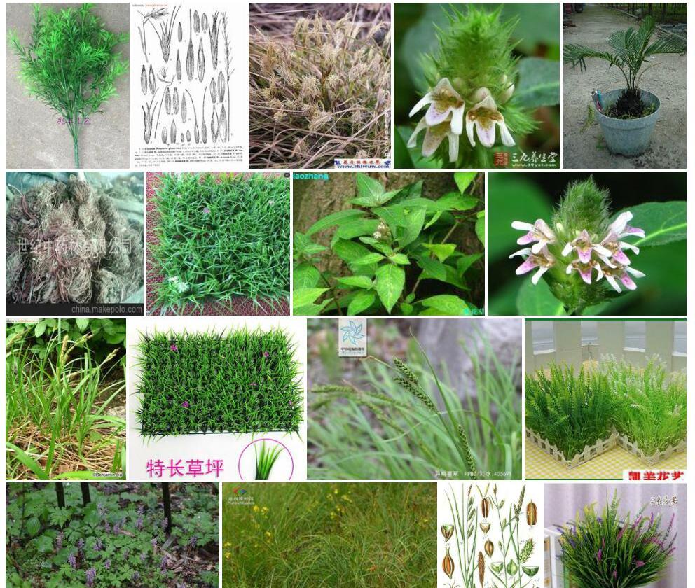 假花鳞草照片和图片/