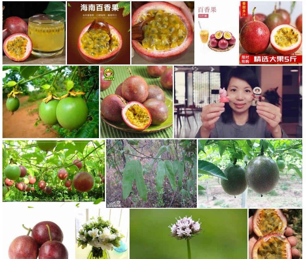 假西番莲照片和图片/