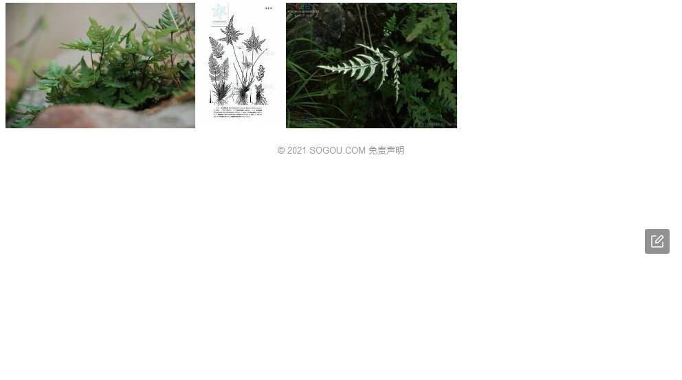 假银粉背蕨照片和图片/