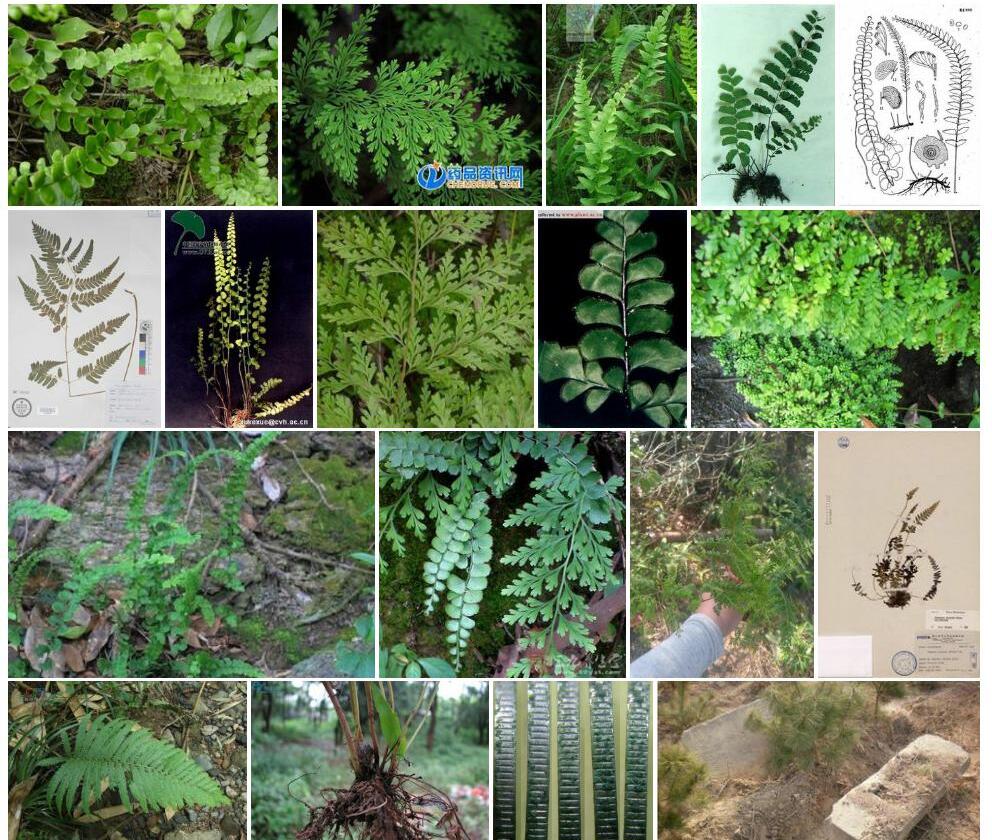 假陵齿蕨照片和图片/