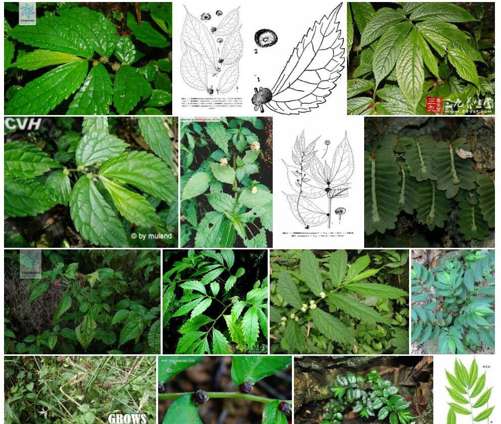 假骤尖楼梯草照片和图片/
