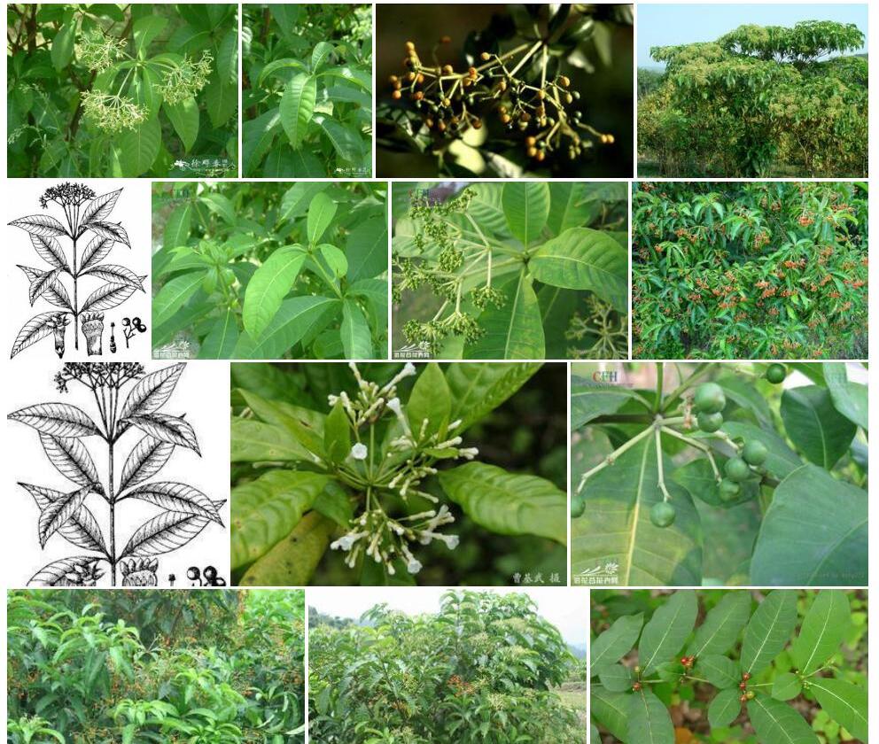 催吐萝芙木照片和图片/