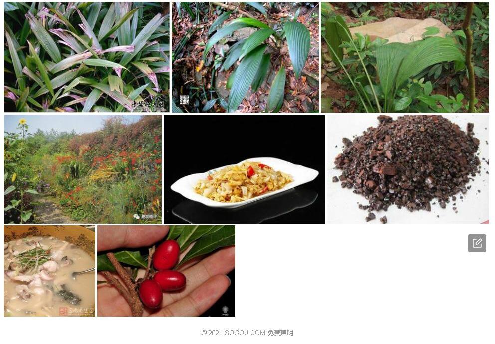 光叶仙茅照片和图片/