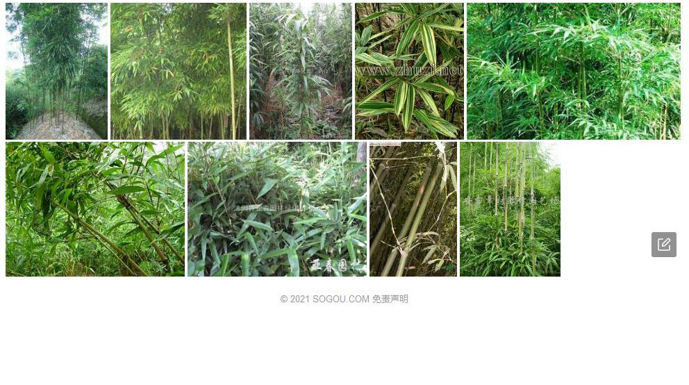 光叶唐竹照片和图片/