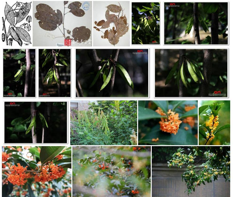 光叶密花豆照片和图片/