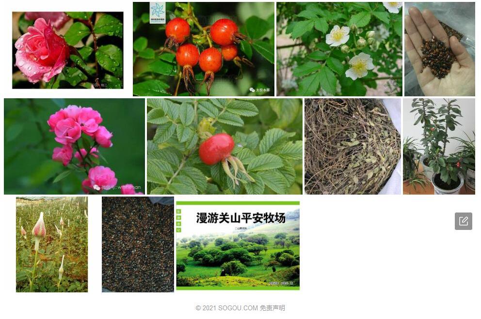 光叶山刺玫照片和图片/